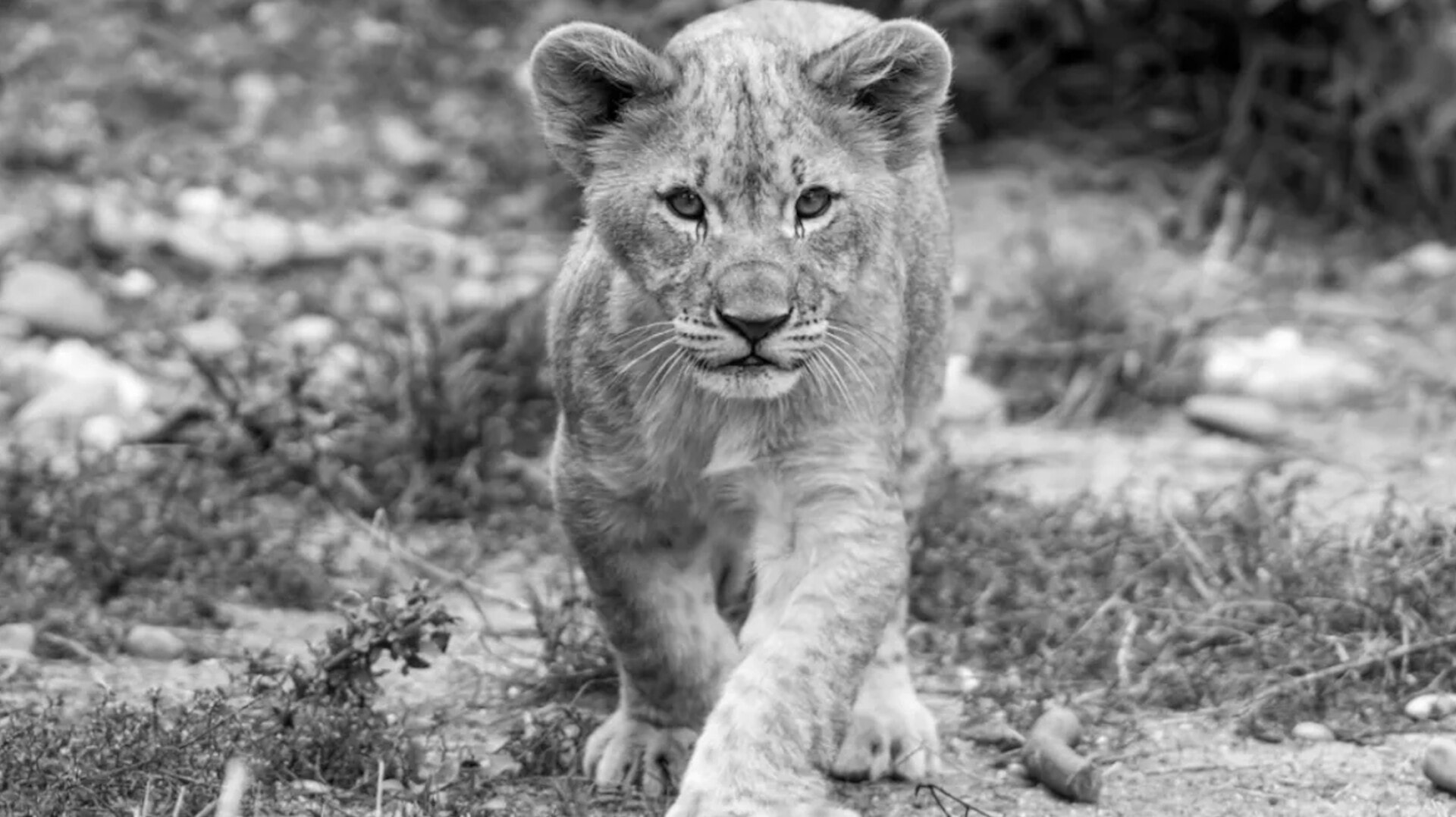 How Brands Can Do Good